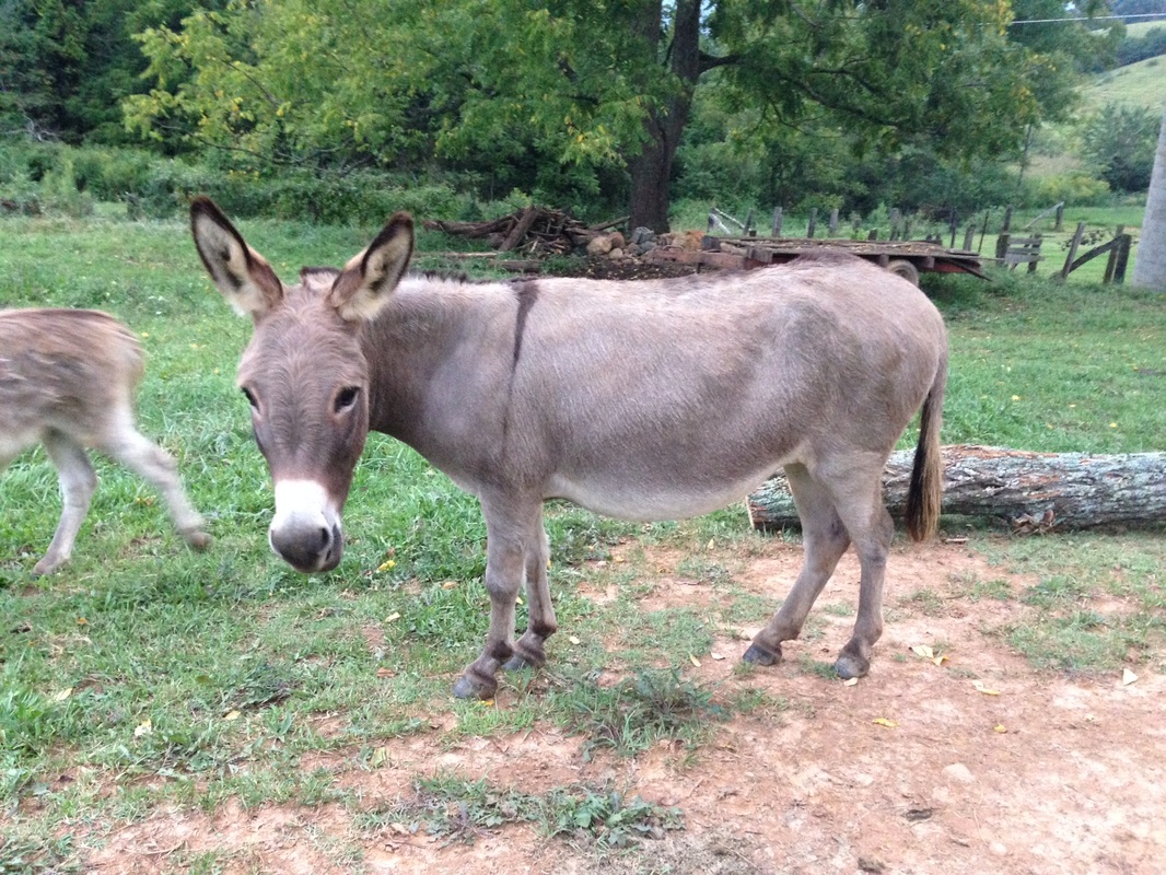 dooble donkeys
